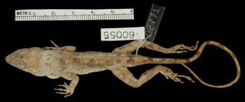 Media type: image;   Herpetology R-60055 Aspect: dorsal